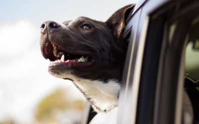 Prendre soin de la santé bucco-dentaire de son chien en 4 gestes essentiels !